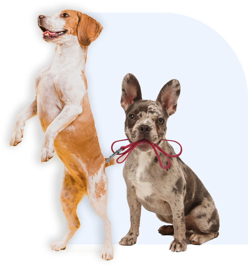 Top Dog Walking, Sitting, Care, Boarding Kennels in Bournemouth, Dorset