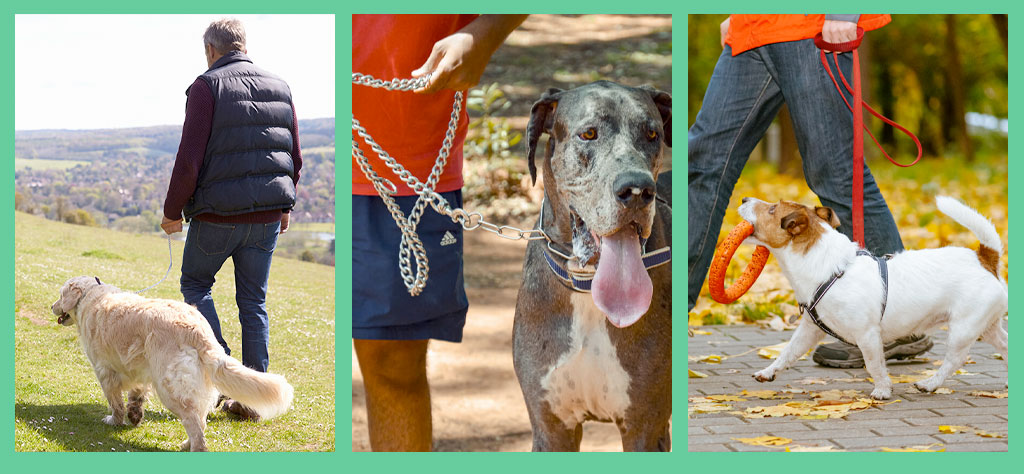 professional dog walkers walking and pet sitting company based in Northbourne